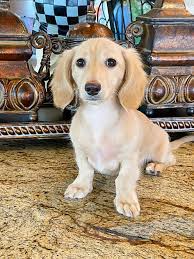 Find the perfect dachshund puppy for sale in austin, texas at next day pets. English Cream Miniature Dachshund Puppies Creme Of The Crop Dachshunds Breeder Franklin Texas