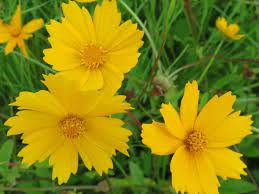 Coreopsis Auriculata Nana Dwarf Lobed Tickseed Coreopsis Plantopedia Floweringplant Flowers Floweringplant Tickseed Planting Flowers Coreopsis Flower