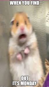 Image Tagged In Hamster Meme Funny Hamsters Hamster Pics Hamster