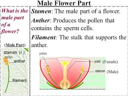 The female part of the flower is called the carpel or pistil. Male And Female Flower Parts Reproductive Plant Parts Osu Extension Service The Dul Talk About Myself
