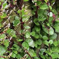 Image result for Basella