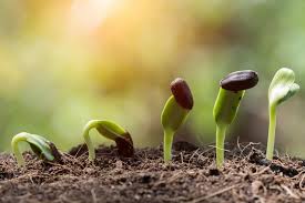 Hawaii is renowned for its vast number of plant and flower species that have arrived at the hawaiian islands from throughout the world. Botany May Be Dying But Somehow The Plants Survive