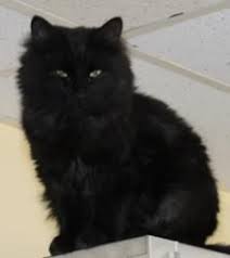 Black Mom Is An Adoptable Domestic Long Hair Black Cat In Lebanon Ct Black Mom Came To Us When We Were Overwhelmed With Ca Cats Cats And Kittens Black Kitten