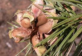 We did not find results for: How To Harvest Your Own Pine Nuts In The Wild Primal Survivor