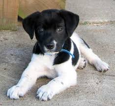 Rat terrier beagle mix puppy. Rat Terrier Info Temperament Care Puppies Pictures