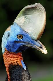 Reconoces a estas extrañas aves?
