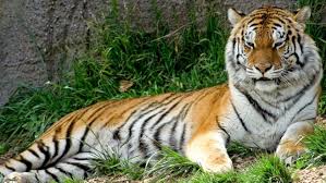 We would like to show you a description here but the site won't allow us. Una Cuidadora De Un Zoologico Muere En Chile Por El Ataque De Un Tigre