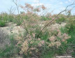 Maybe you would like to learn more about one of these? Washington State Noxious Weed Control Board