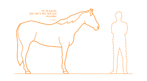 American Quarter Horse Dimensions Drawings Dimensions Com