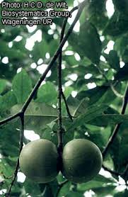 Image result for Tabernaemontana crassa