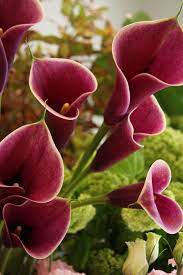 Pin By Trisha Huffhines On Kimberly Rosas Calla Lily Flower Garden Beautiful Flowers