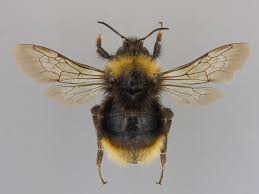 Image result for Bombus quadricolor