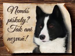 Image result for karelský medvědí pes