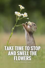 Take Time To Stop And Smell The Flowers Picture Quotes Flower Quotes Smell Quotes Nature Quotes