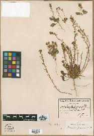 Image result for Manulea conferta