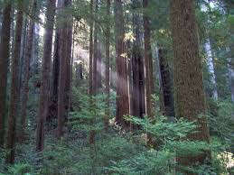 Can you camp in the redwood forest. How To Camp In The Redwoods