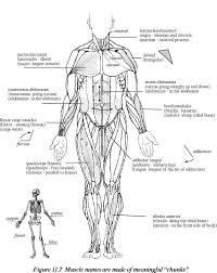 Venturing into the environment of space can have negative effects on the human body. Memorizing Muscle Names Muscle Names Body Muscle Anatomy How To Memorize