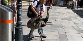 Greater rheas (rhea americana) dustbathing. Wqdfalcbown3im