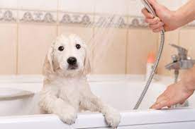 Can I Bathe My Dog After Vaccination Dog Sick After Shots