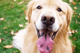 Black spots on tongue could range from tiny dots to conspicuous black areas, which look especially alarming. Why Some Golden Retrievers Have A Black Spot On Their Tongue Golden Retriever Love