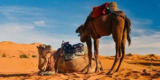 Ski touring mountain passes, covered. Best 2 Days Merzouga Desert Tour From Fes Amazing 2 Days Desert Tour From Fes