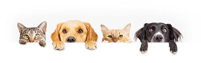 What are average vet costs and prices for dogs and cats? Veterinarian Services In Fresno Ca Sunnyside Pet Hospital