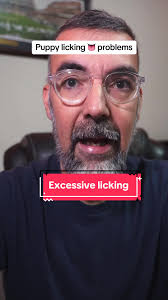 Too much licking! How to deal with your excessive licking puppy.  #Dogtraining #Puppytraining #DogsofTikTok #learnontiktok