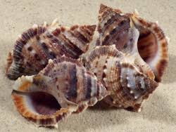 Image result for Pycreus muricatus