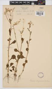 Image result for Emilia abyssinica