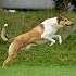 COLLIE Breeders (Rough & Smooth) ,Collie Puppies WATTLE ...