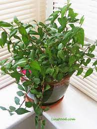 Savesave daun kesum for later. Vietnamese Coriander Daun Kesum In Malay Also Laksa Leaves Recipe Mint Plants Plants Laksa