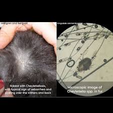 Image result for what do Cheyletiella look like in dog fur