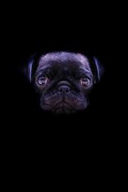 List Of Free Pug Wallpapers Download Itl Cat Download 1,691 pug wallpaper stock illustrations, vectors & clipart for free or amazingly low rates! list of free pug wallpapers download