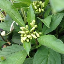 Image result for Clerodendrum incisum