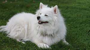Loves companionship of a dog more than grooming White Dog Breeds 31 Big Small Pups With Short Or Fluffy Coats