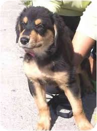 The australian shepherd rottweiler mix, is a mixed breed dog resulting from breeding the australian shepherd and the rottweiler. West Los Angeles Ca Australian Shepherd Meet Latte A Pet For Adoption