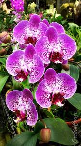 Orchidcraze Jalan Jalan Cari Orkid Kuala Lumpur To Cameron Highlands Cameron Highlands Orchid Flower Art Assignments