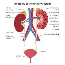 Since baseline serum creatinine level and gfrs may not be readily available, the consensus. Kidney Diseases Symptoms Causes Treatment Narayana Health