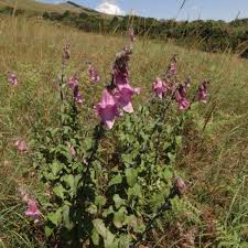 Image result for Ceratotheca triloba