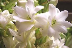Pin On Tuberose Flowers