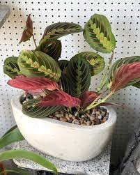Pin On Potted Happiness
