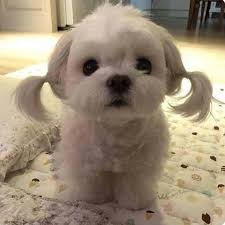 Although some registries label the löwchen as a toy dog. Lowchen Hashtag On Twitter