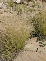 Image result for Aristida transvaalensis