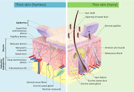 The epidermis, an outermost layer that contains the primary protective structure, the stratum corneum; Human Skin Wikipedia