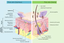 Find a face and check where the image appears online. Human Skin Wikipedia