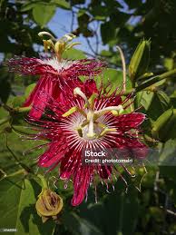 Image result for Passifloraceae