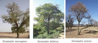 Image result for Terminalia macroptera