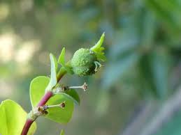 Image result for Euphorbia platycephala