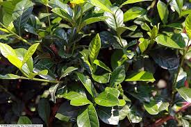 Maybe you would like to learn more about one of these? File Gardenia Jasminoides First Love 1zz Jpg Wikimedia Commons