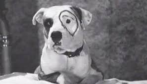Can You Guess All These Classic Celebrity Dogs Famous Dogs Dog Films American Pitbull Terrier
